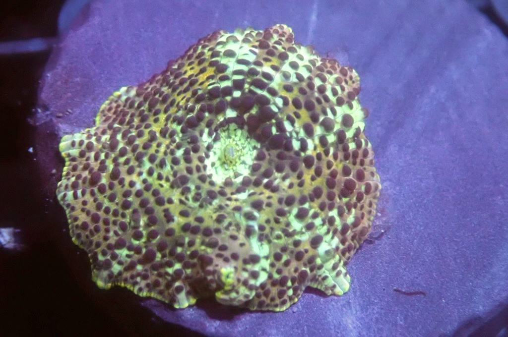 M24  菇（frag座3.5cm)