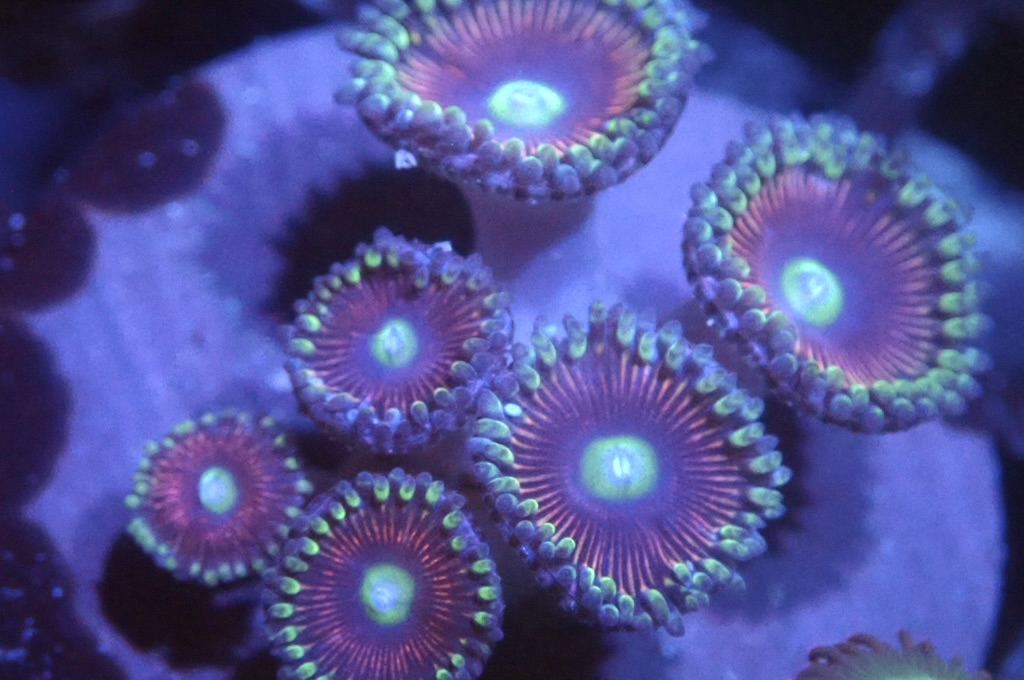 Z14 鈕扣（frag座2cm)