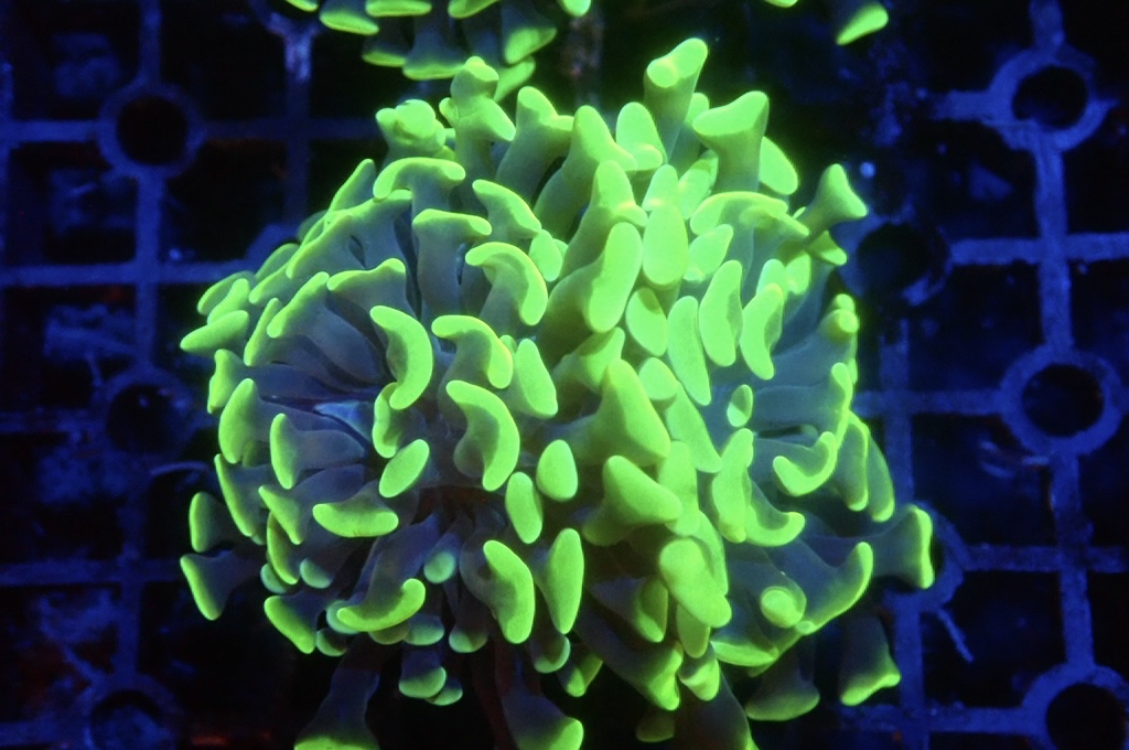 H1 豬腰  （開大約2.5吋）