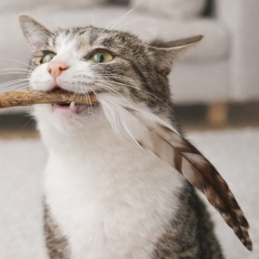 韓國 🇰🇷 乾燥matatabi 羽毛 替換逗貓頭 