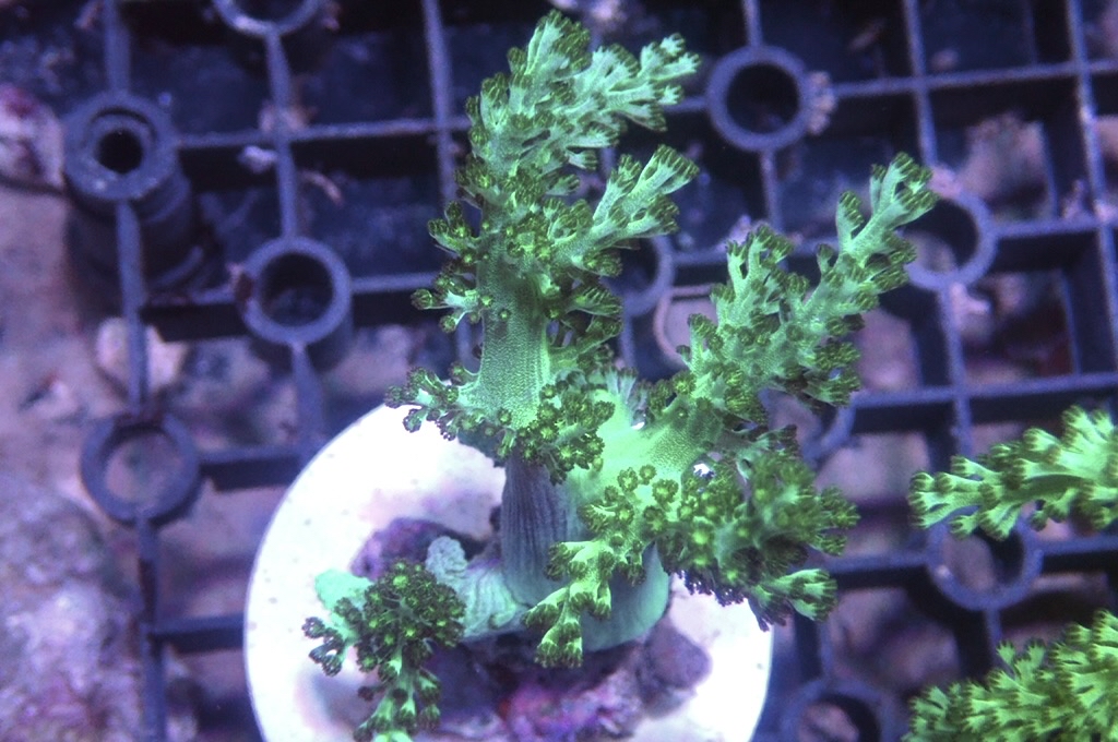 Tree 1 綠樹（開大約3.5吋高）