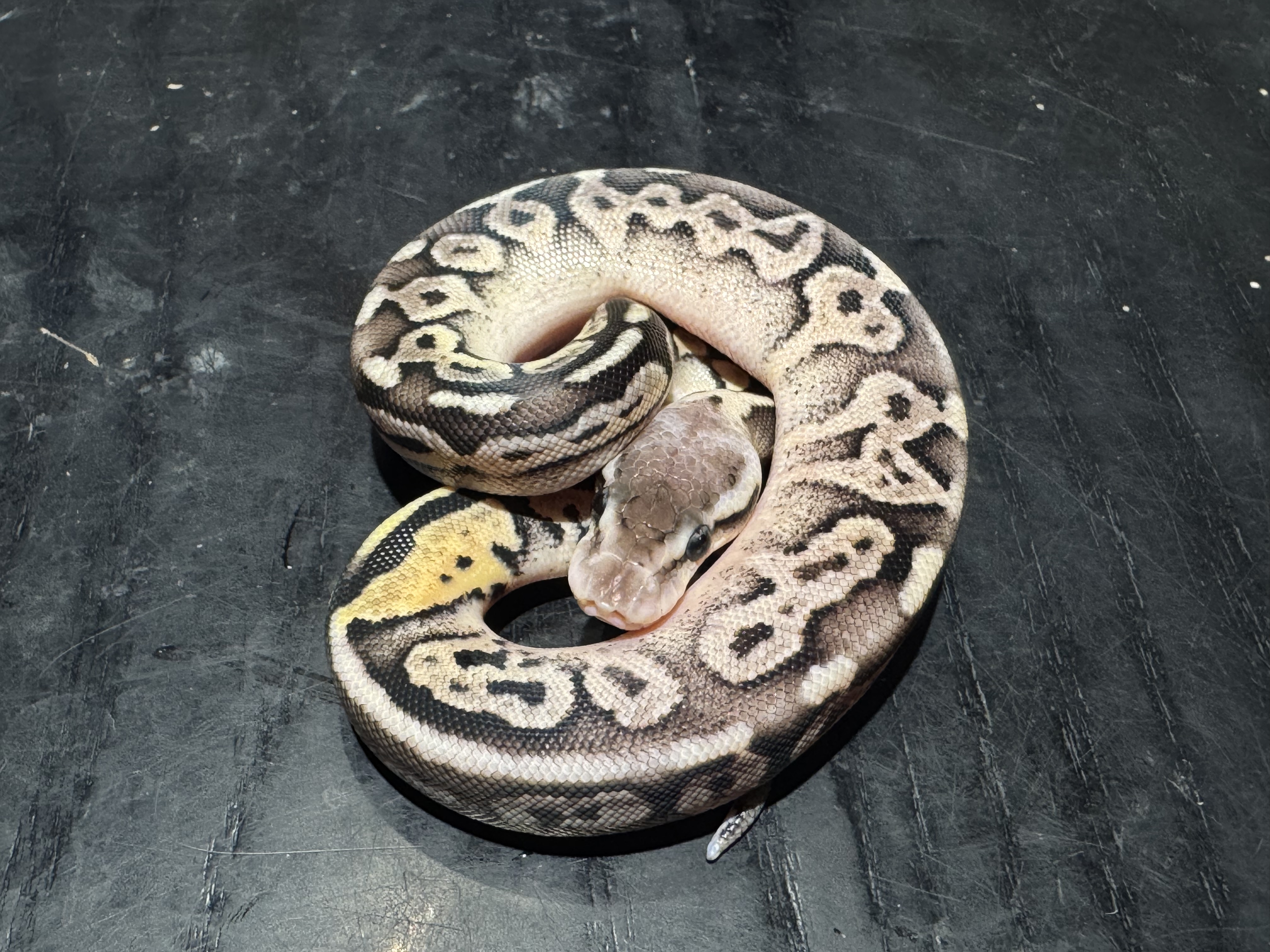 26 Pastel Cinnamon 50% het Ghost (Paradox) 0.1