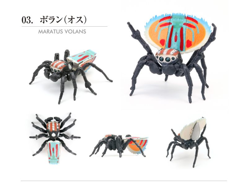 🌐代理版 生物大圖鑑 孔雀蜘蛛 造型系列 扭蛋