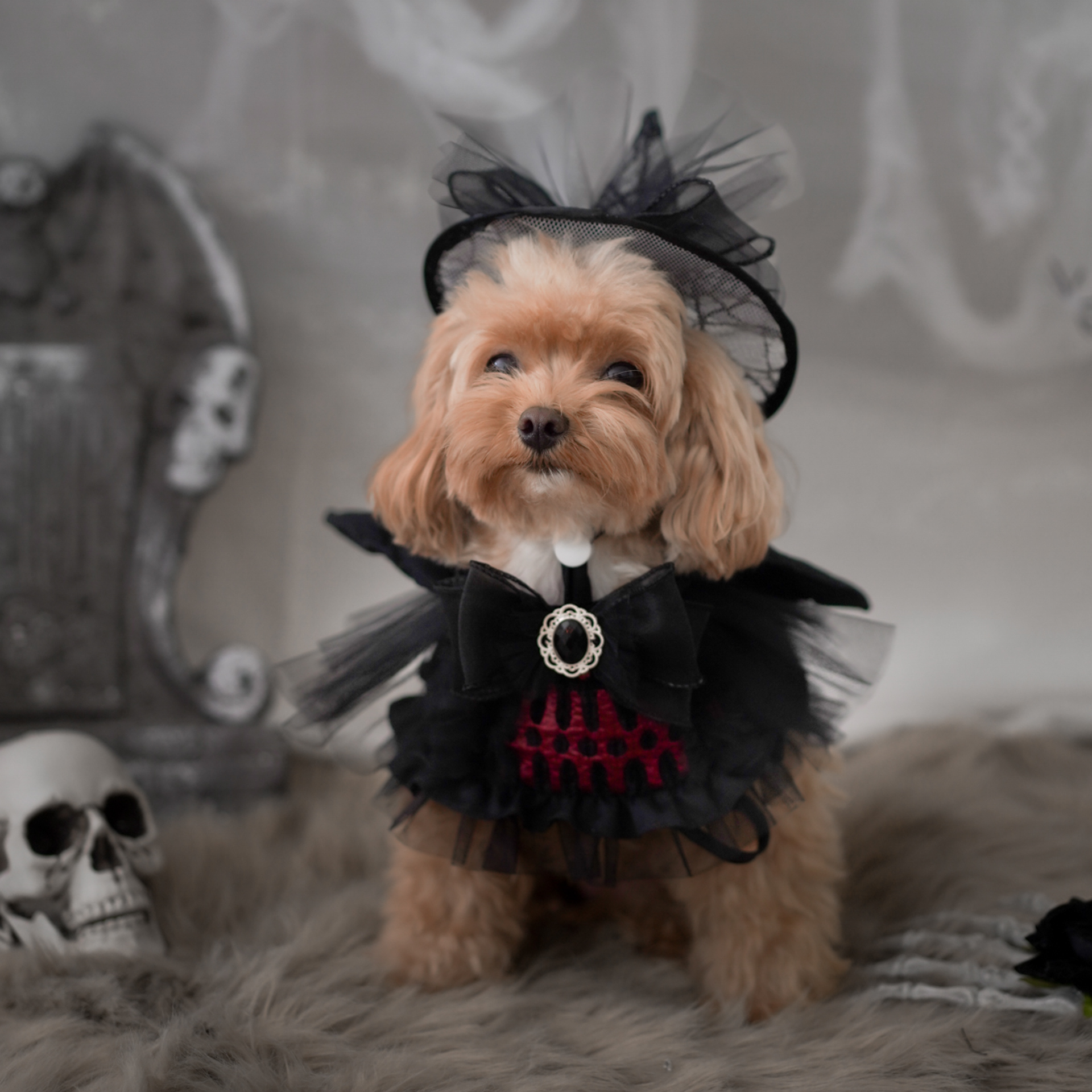 🎃Haunted Castle – Crimson Wing Pet Cape