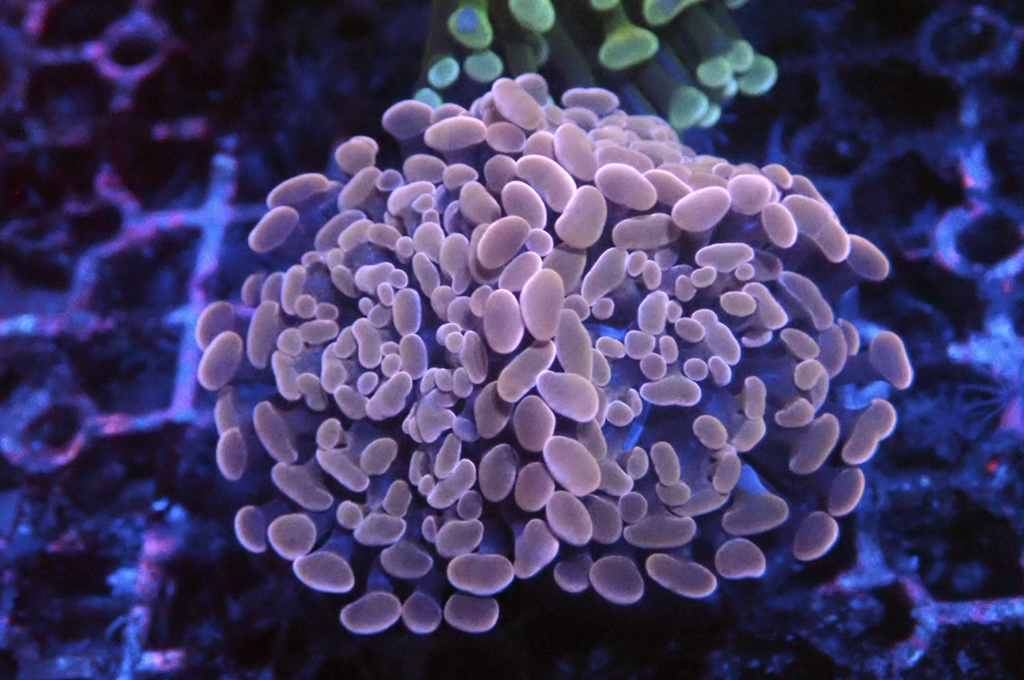 H6 豬腰（開大約2.5吋）