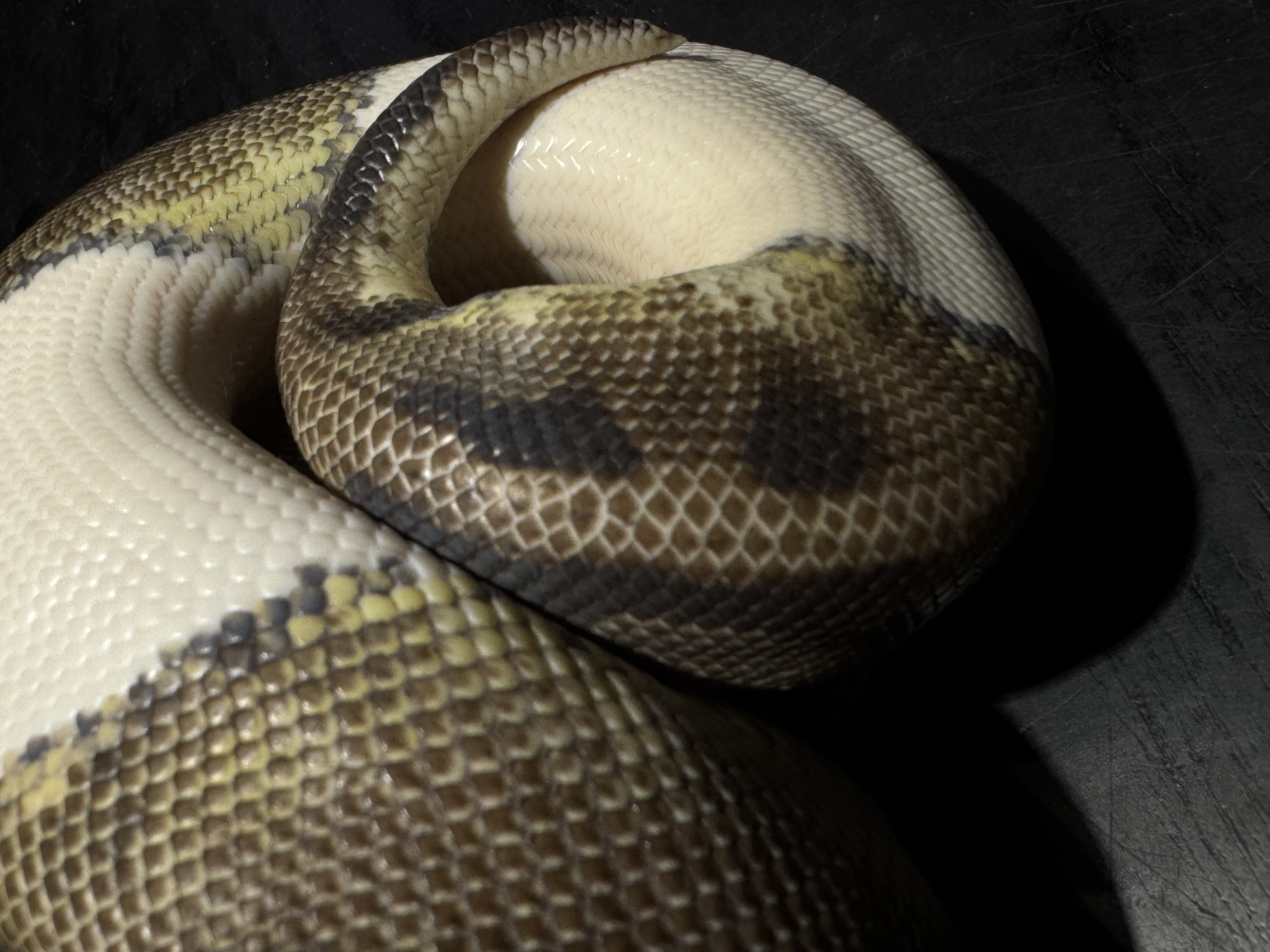 24 Axanthic Pied 0.1 （emoji）😞