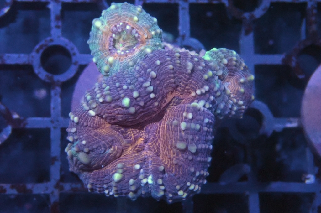 E5 分支骨針腦（開大約1.5吋）