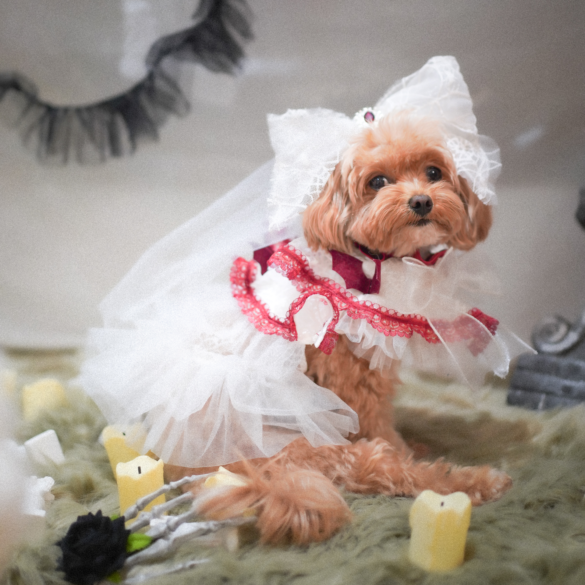 🎃Haunted Castle – Haunted Castle Bridal Veil