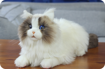MetaCat