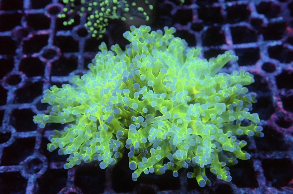 F3 雙色啫喱（大約3吋）