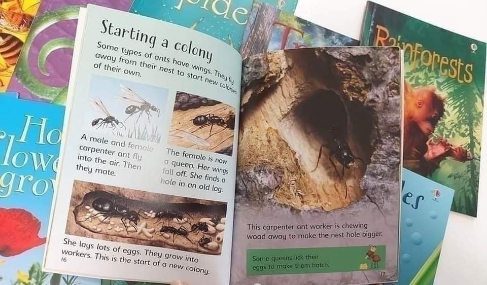 Usborne Beginners Nature 初探自然 兒童科普讀物｜10 books｜英文科普知識繪本