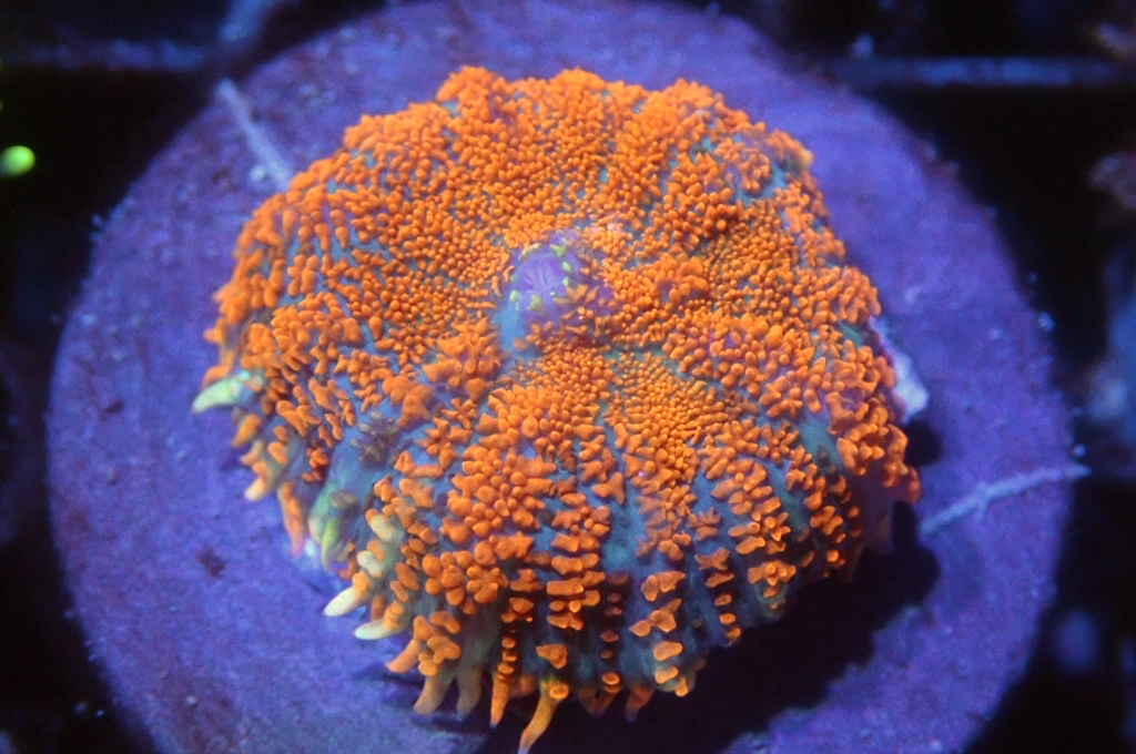 M2 菇（frag座3.5cm)