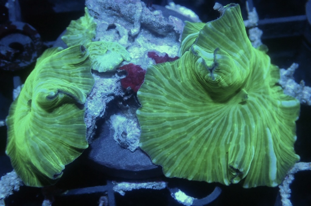 M14 多頭菇（frag座3.5cm)