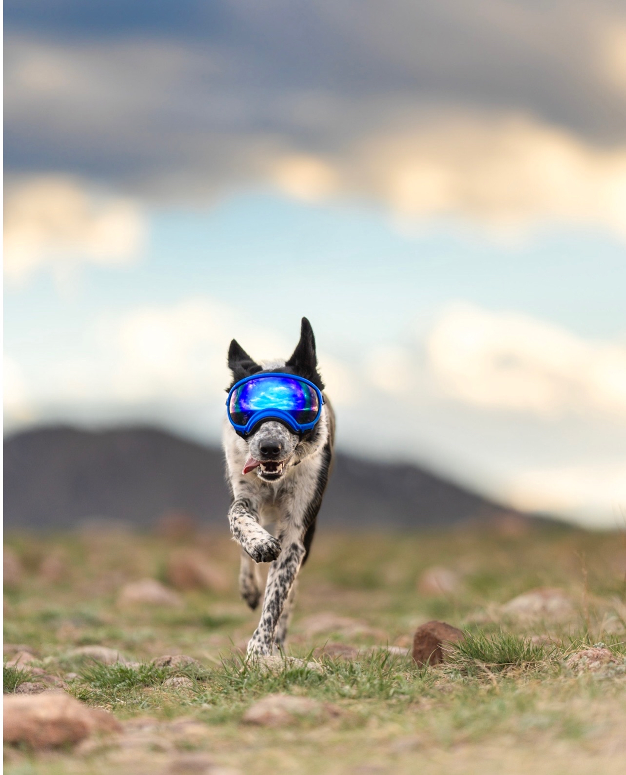 美國 REX SPECS V2 犬用護目鏡