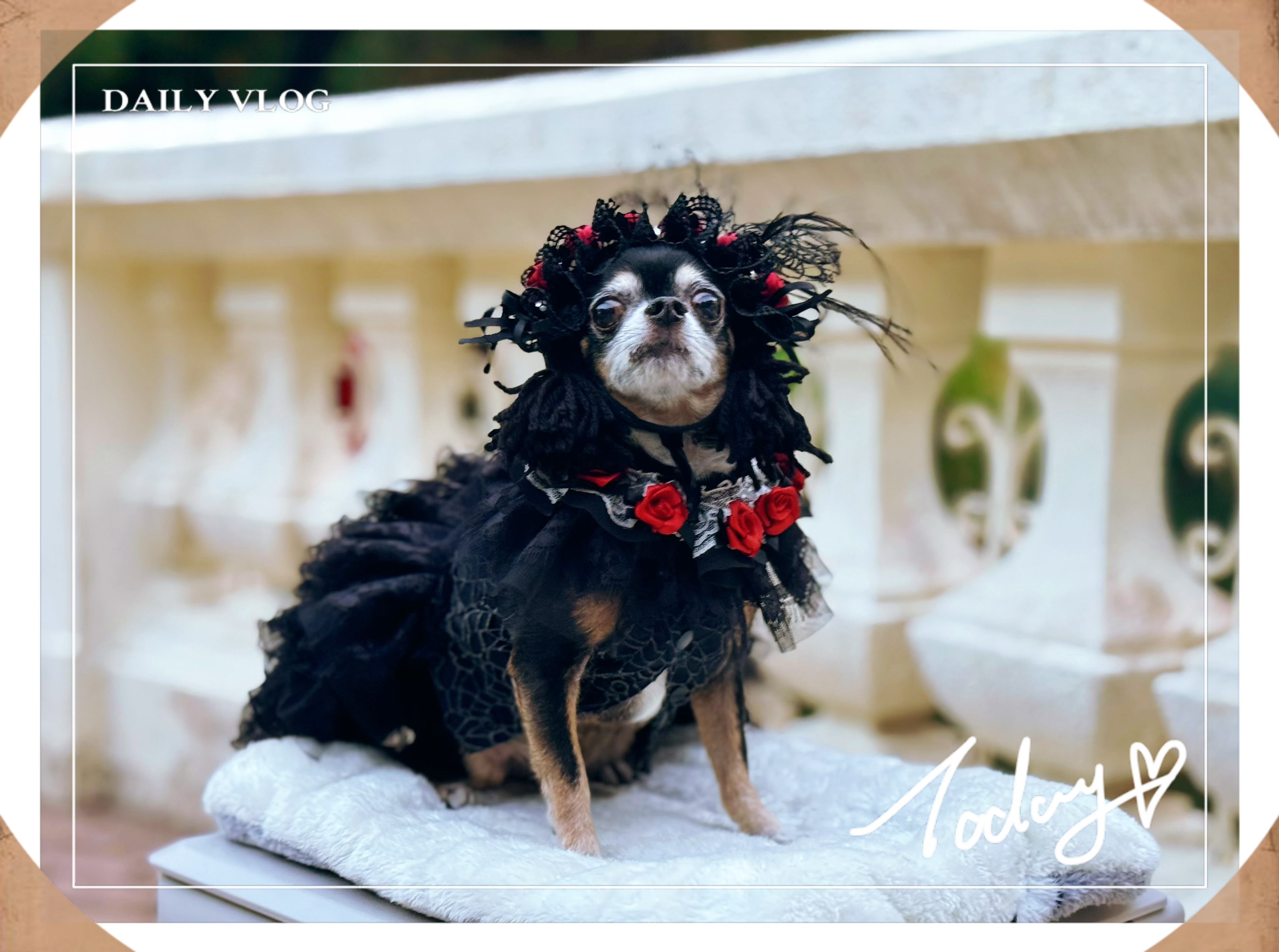 原創設計 暗黑者系列小禮服款&胸背帶款