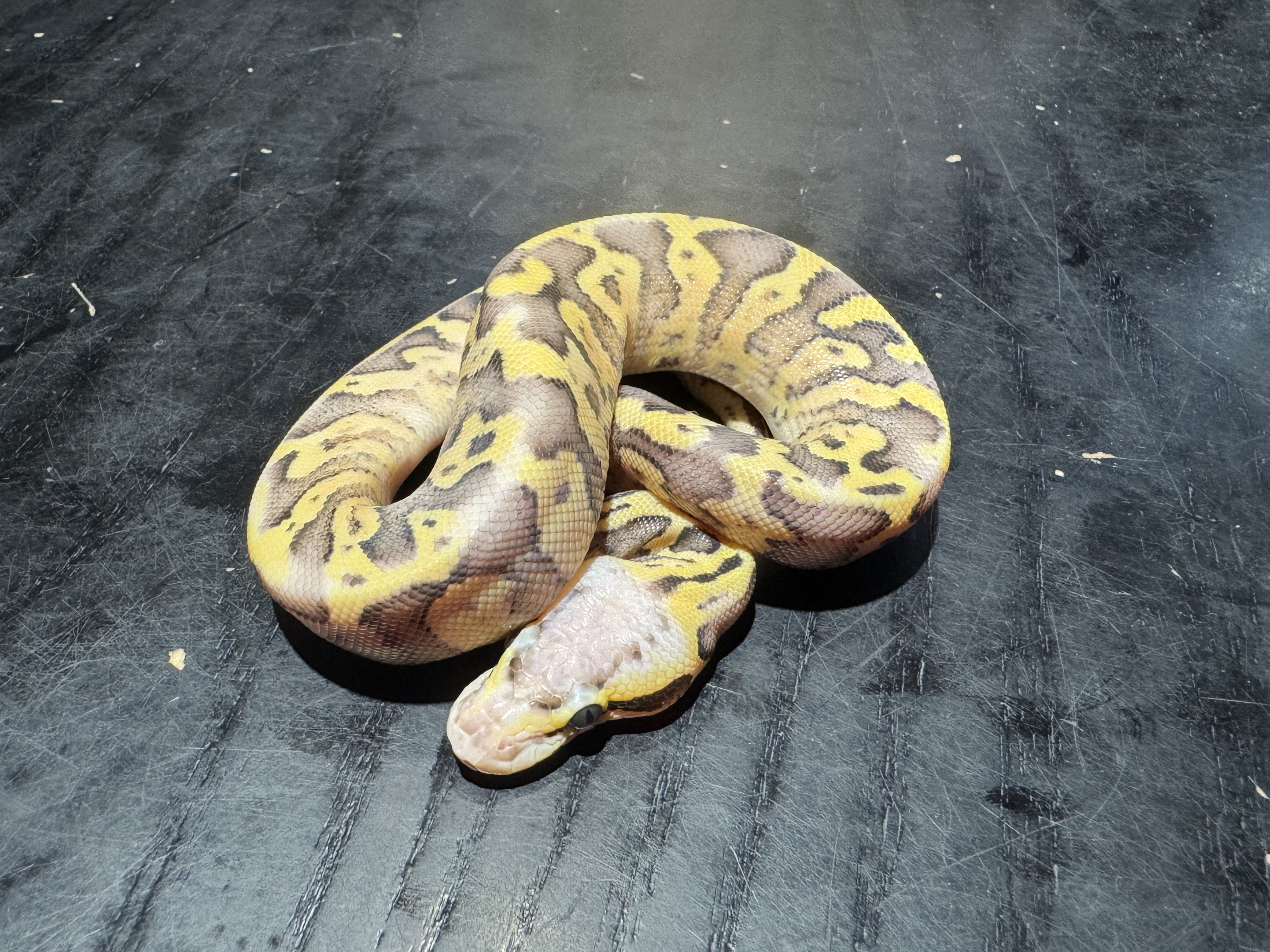 26 Pastel Fire Yellow Belly het TSK Axanthic 50% het Pied 1.0