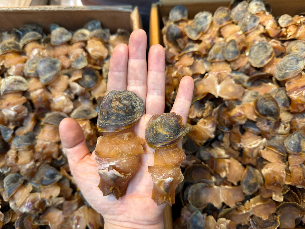 新鮮生曬響螺片