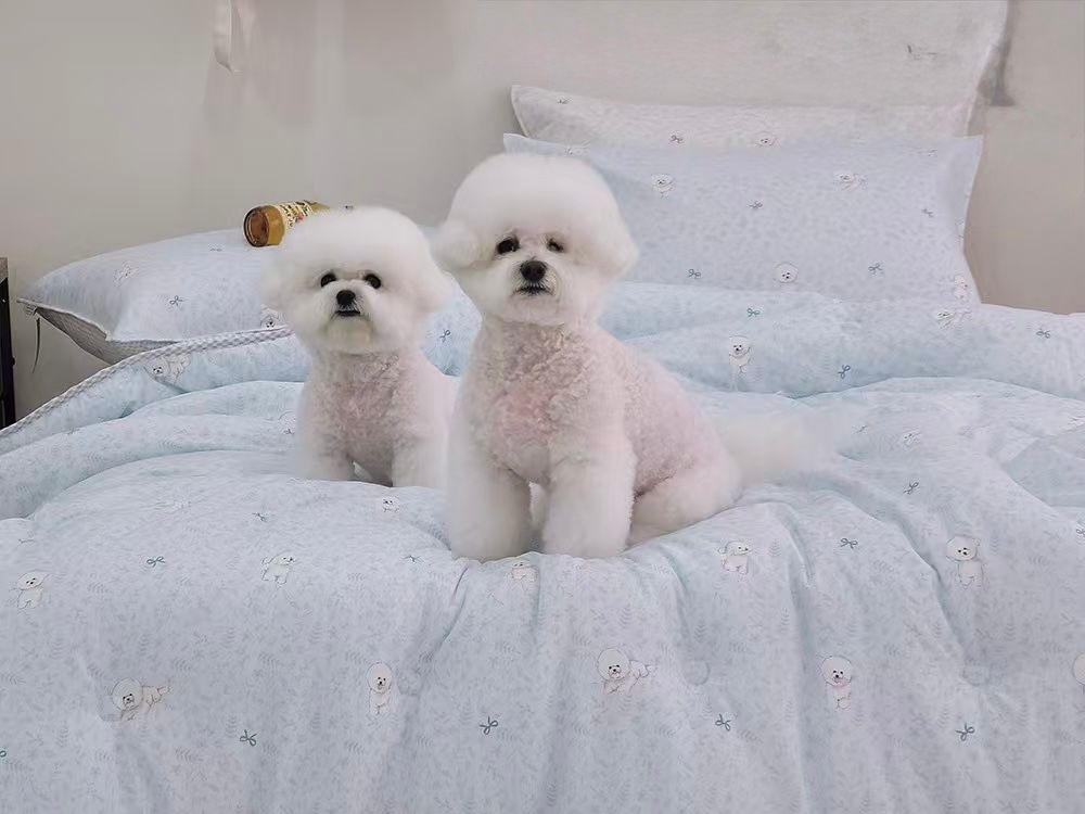 🇰🇷韓國四季薄被（比熊犬款）C19882