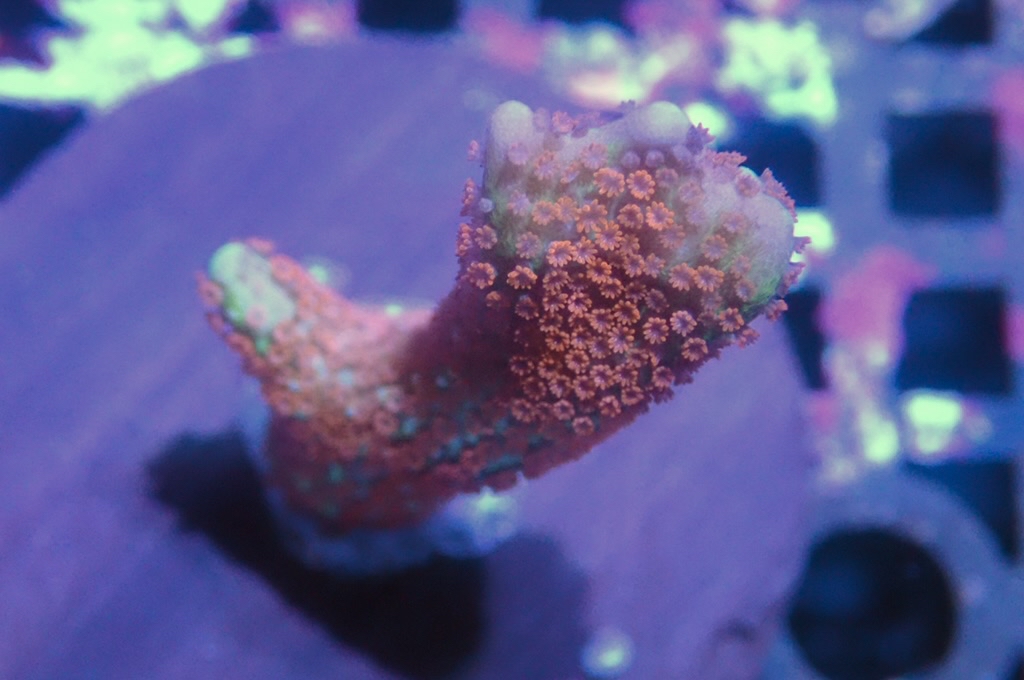 K13 紅花疊瓦  (frag座3.5cm)