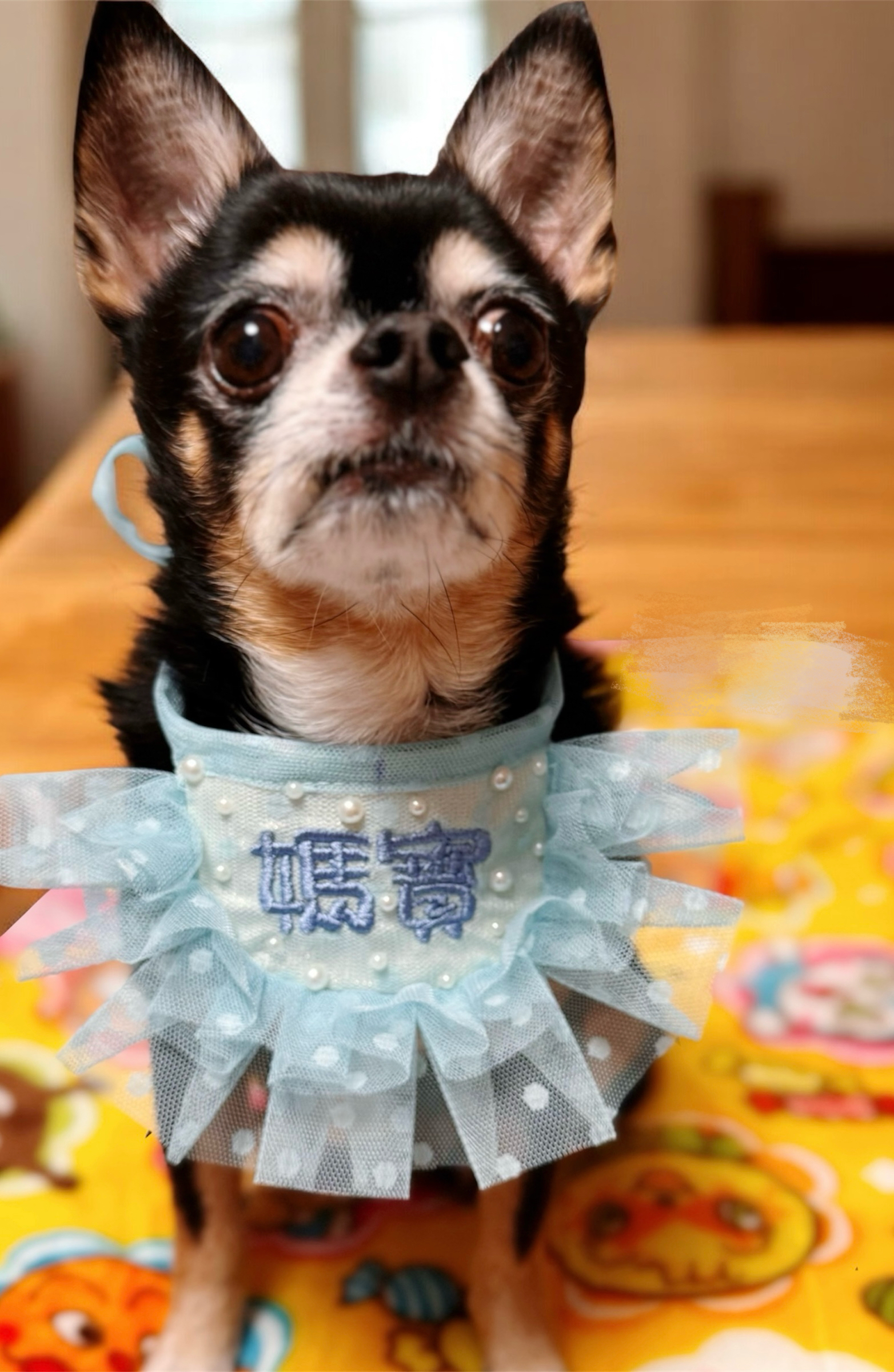 客製化繡字 寵物口水巾 領巾 