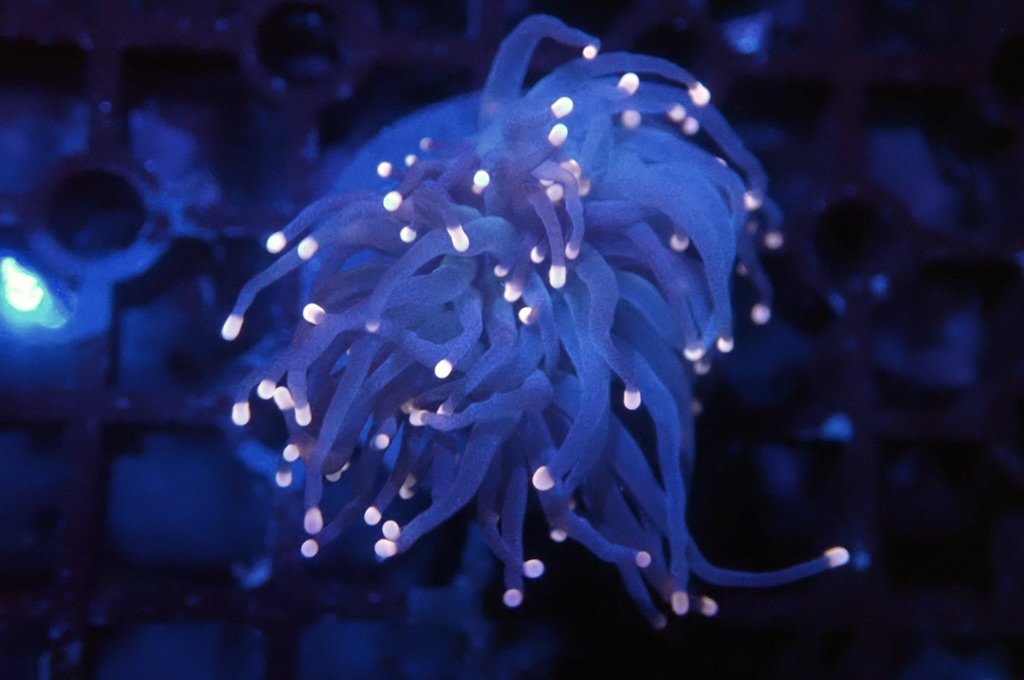 T1 火柴（ 開大約2.5吋）