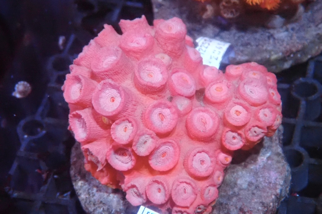 Sun 2  太陽花  （開大約3.5吋）