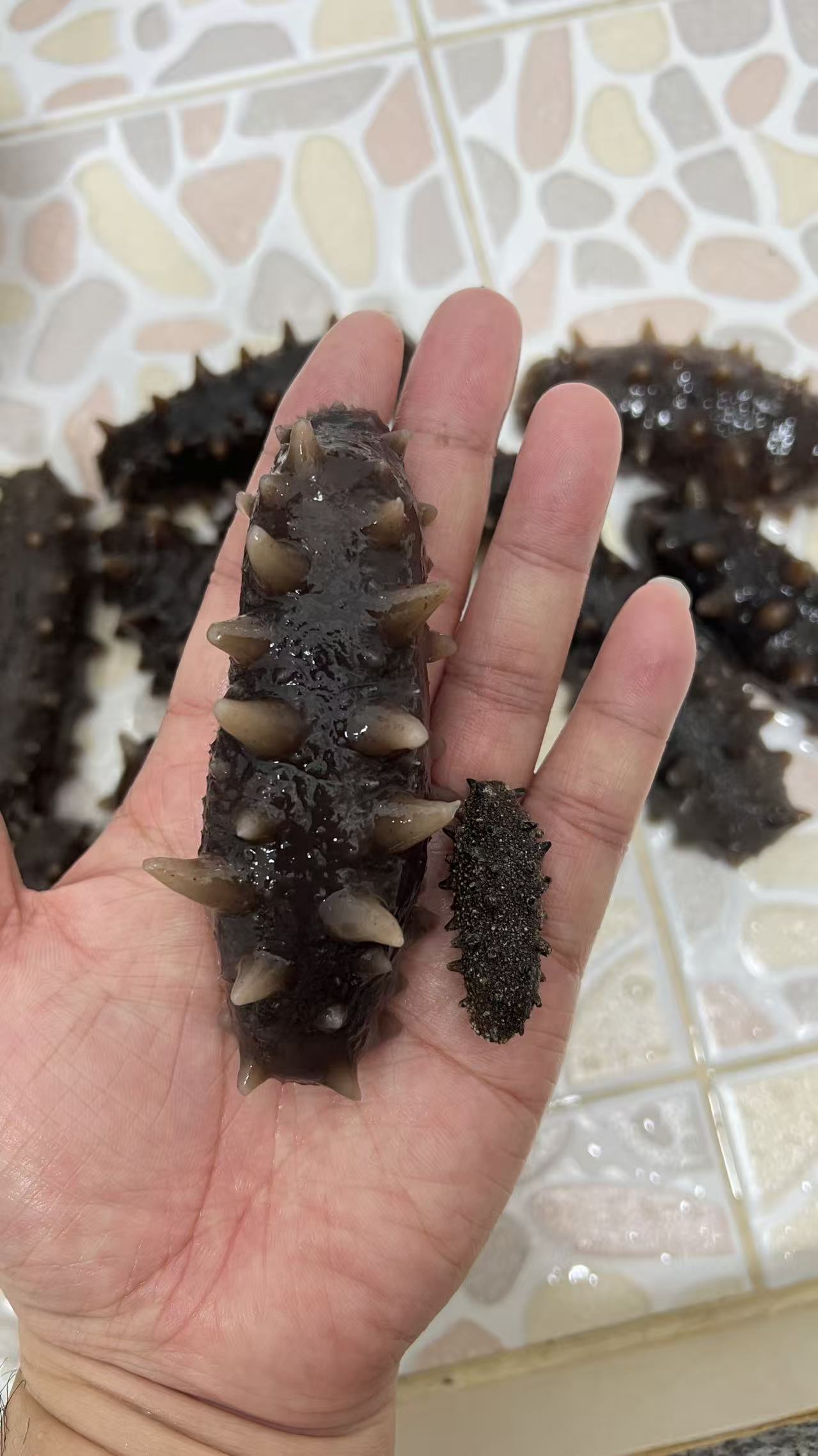 日本野生北海道刺參120条（標準產）