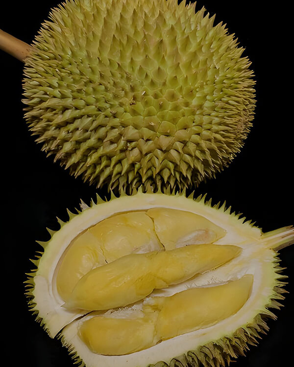  【🇲🇾馬來西亞金鳳榴槤💛】