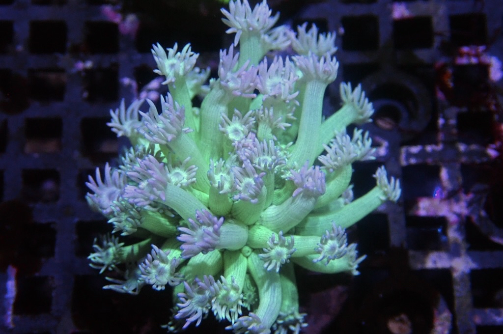 MG6 寶石花仔 （FRAG座3.5CM）