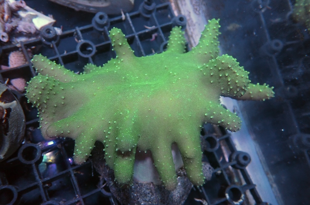 L5  綠手指皮革（開大約4.5吋）