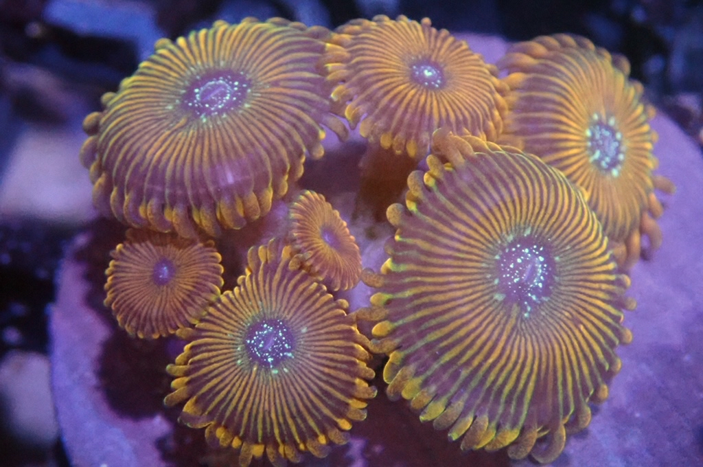 Z1 多頭鈕扣（frag座3.5cm)