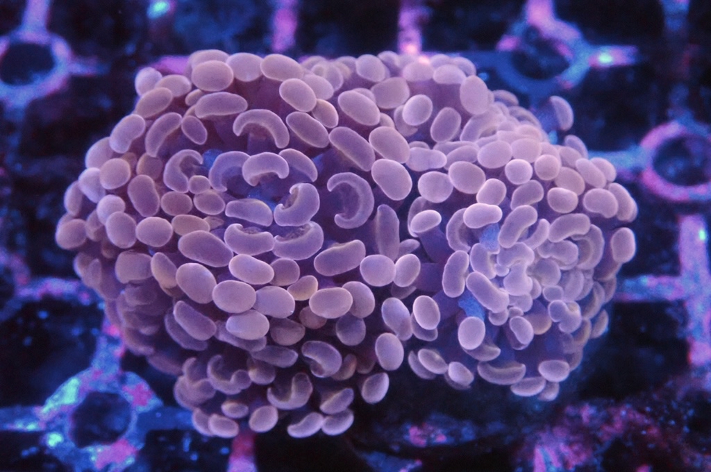 H29 豬腰（開大約2.5吋）