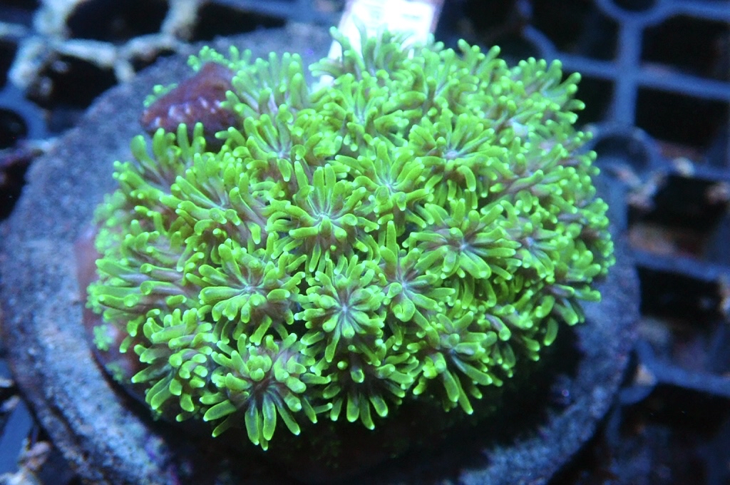 Star 1 滿天星（開大約2.5吋）