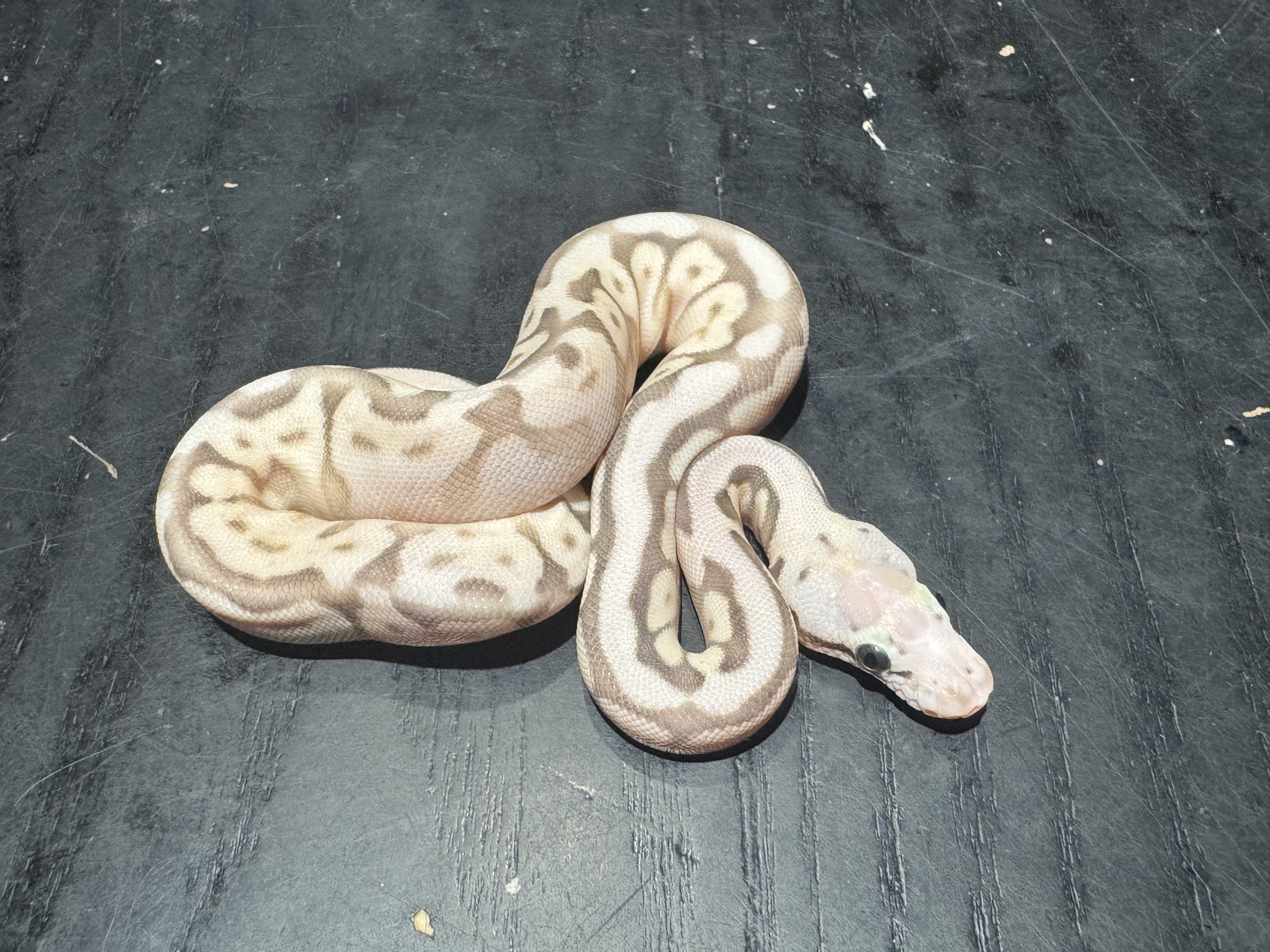 26  Super Pastel Spider Lesser Scaleless Head het Ghost 1.0