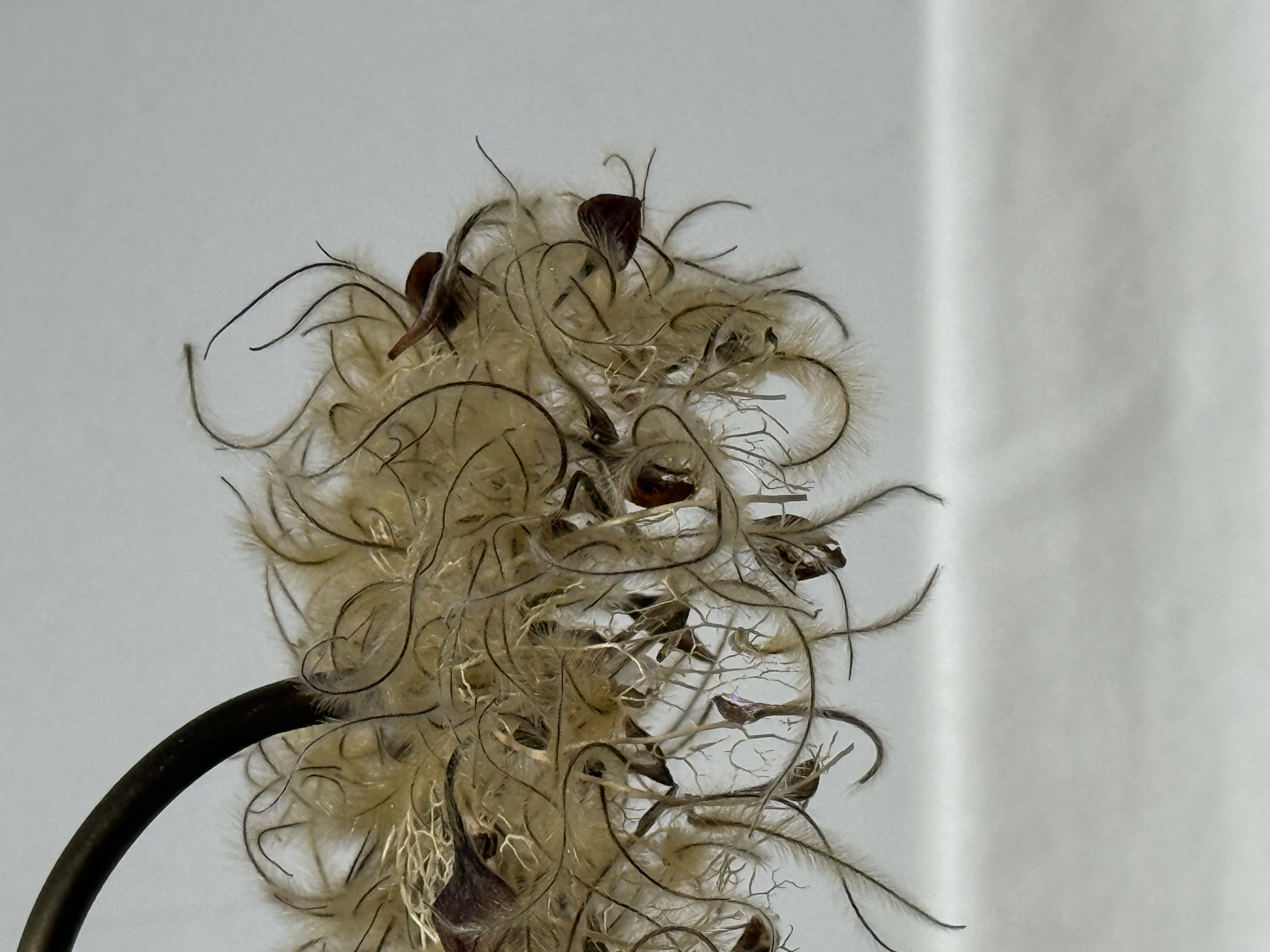 はいいろオオカミ + 花屋 西別府商店 永生花 台燈 氛圍燈