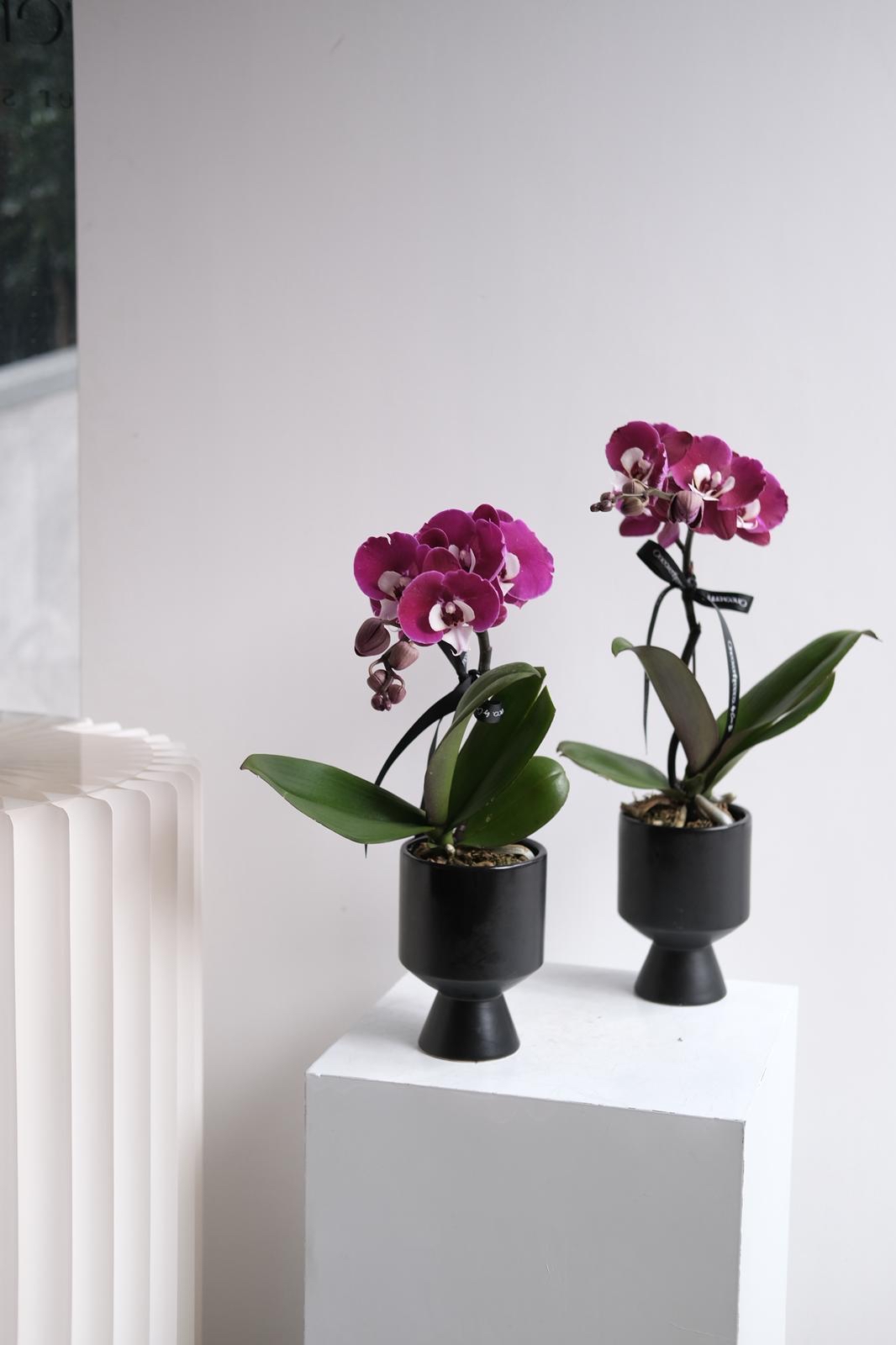 （僅限加購） 蝴蝶蘭💜