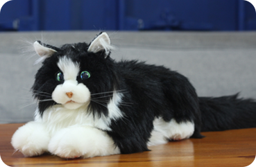MetaCat