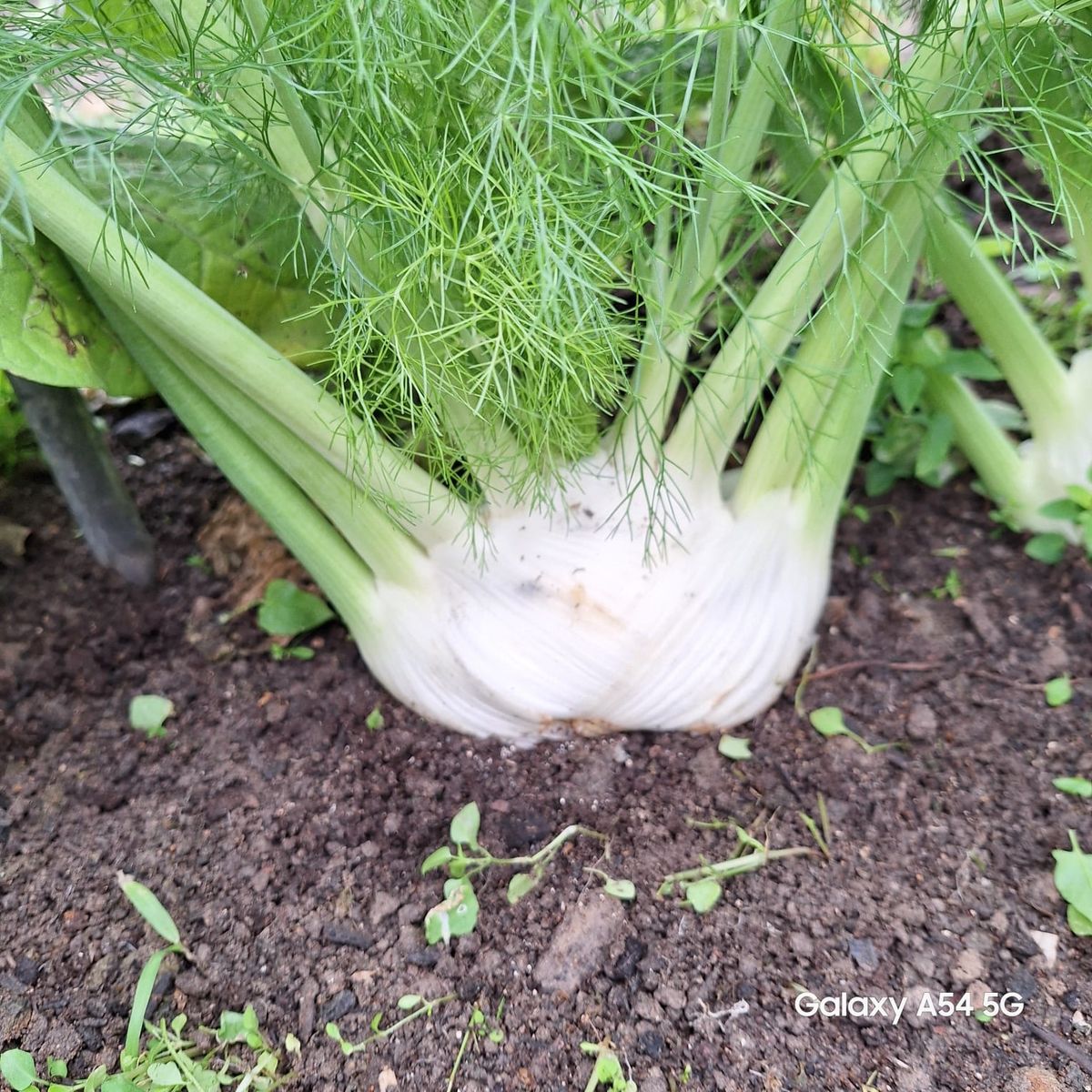 酵素素餃 · Enzyme Vegan Dumplings