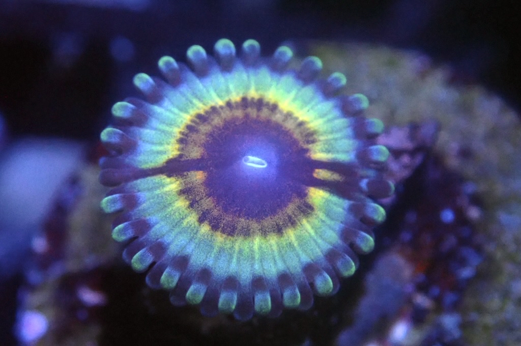 Z6 鈕扣（frag座2cm)