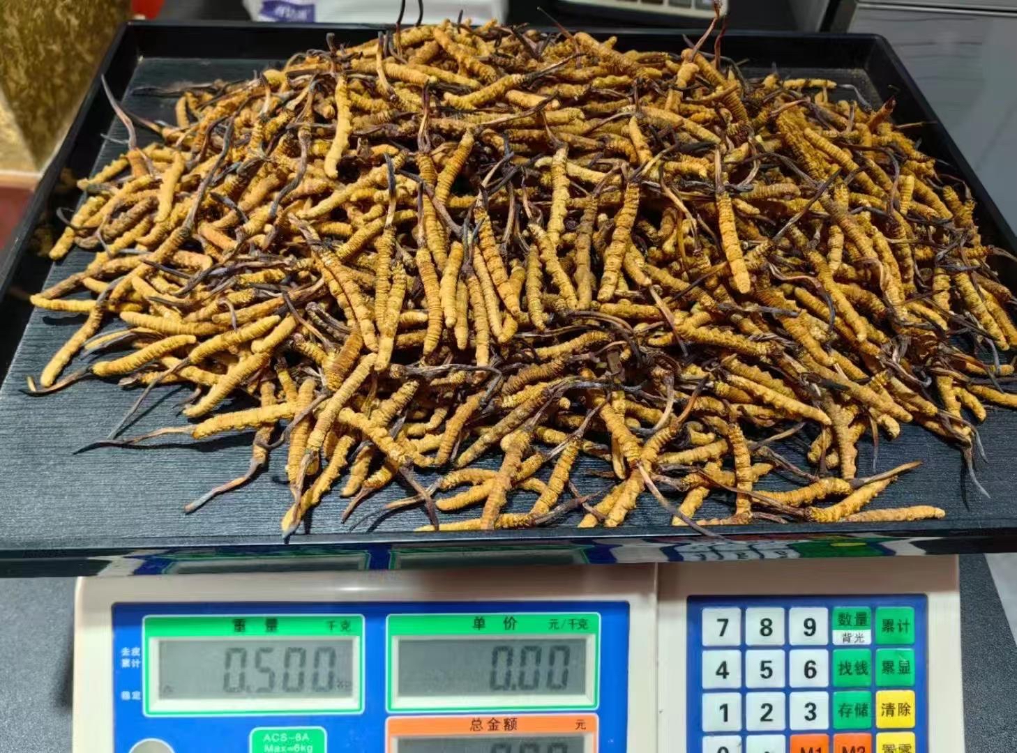 激底一團西藏野生那曲冬蟲草