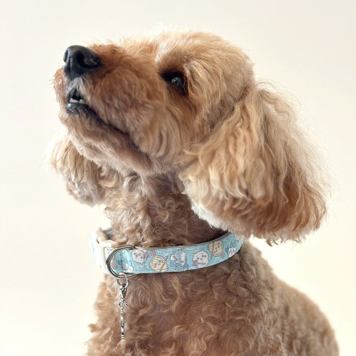 🌸 【預訂】Chiikawa 小型犬用 頸圈