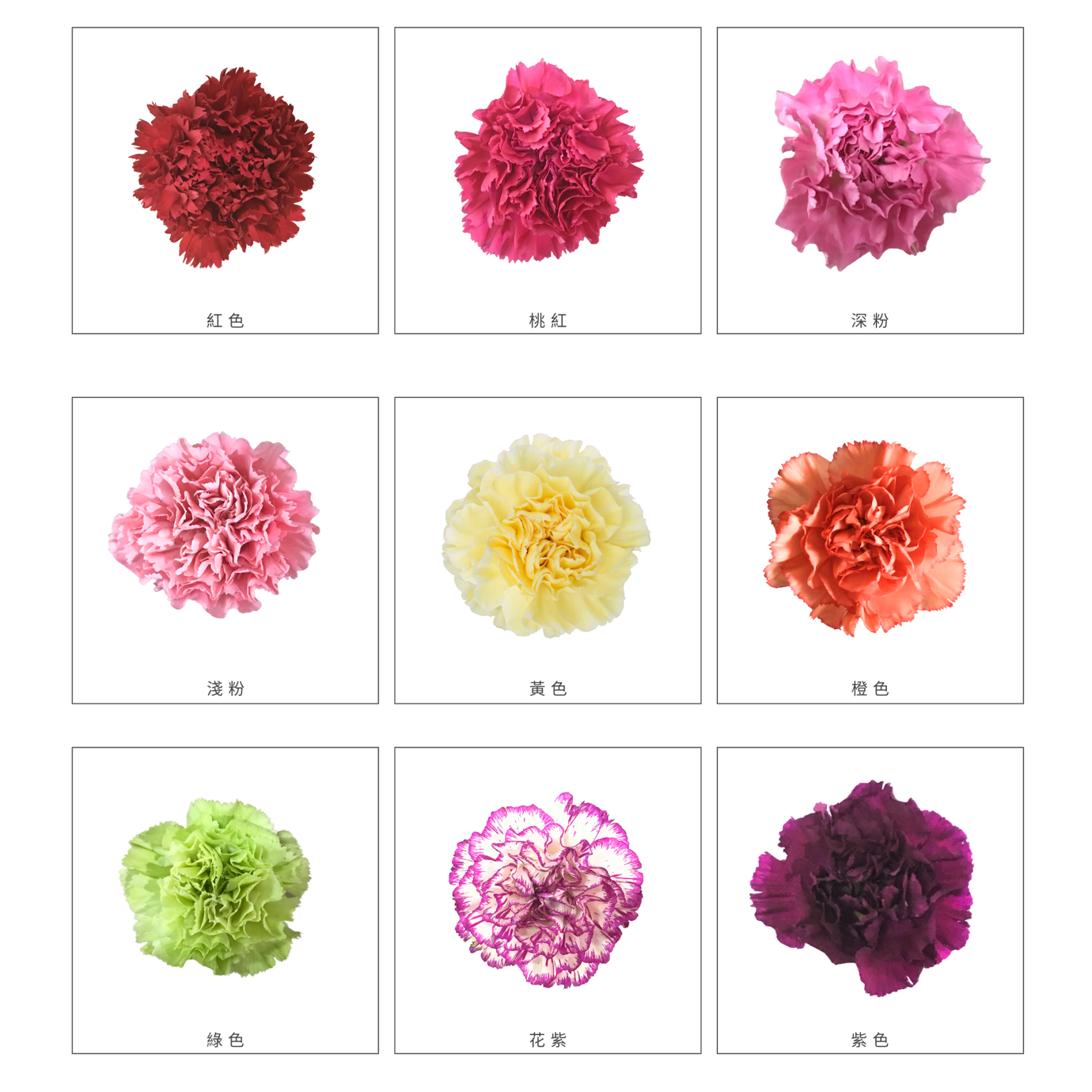 A collage of different colored flowers

Description automatically generated with low confidence