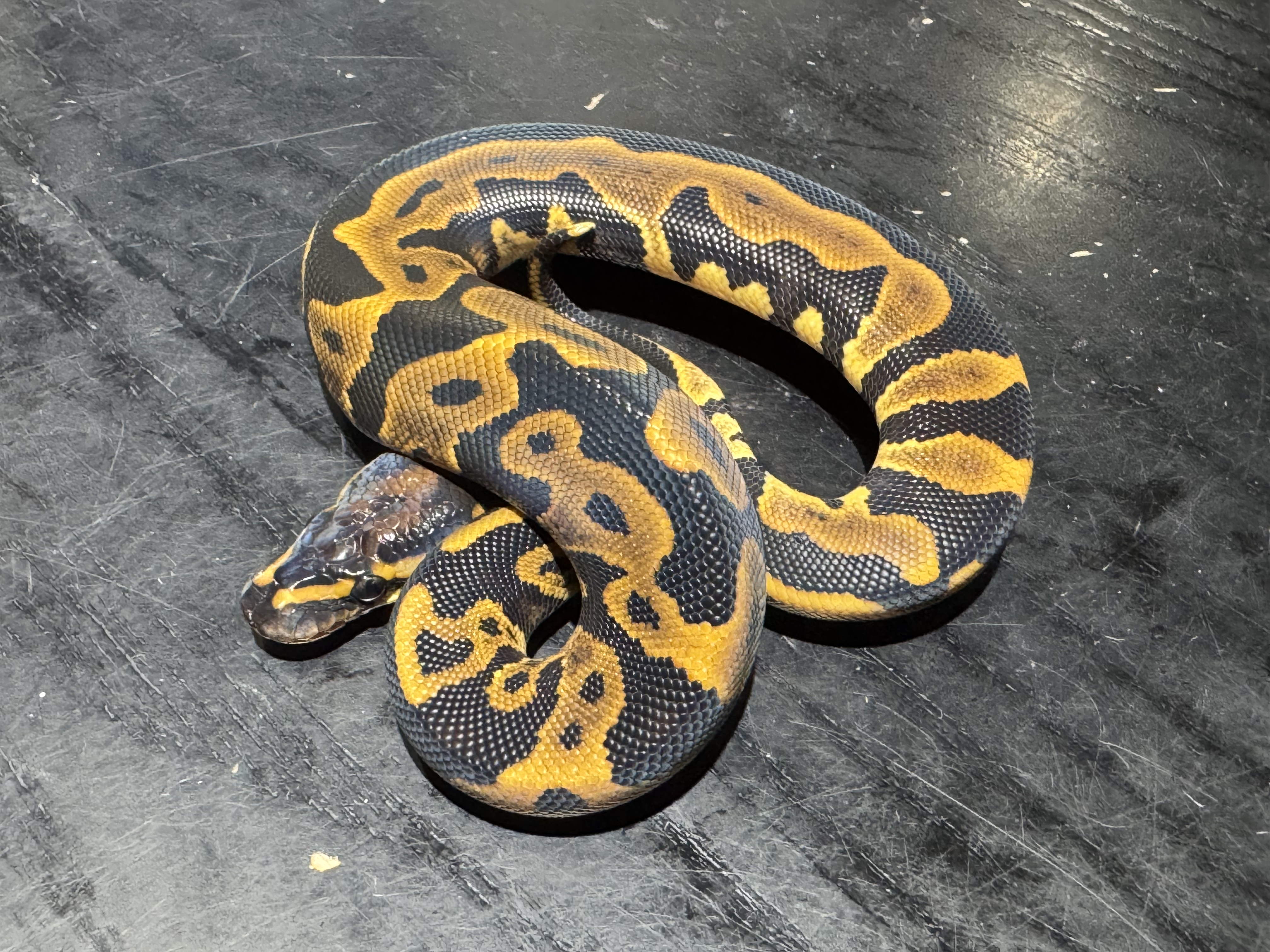26 Leopard Yellow Belly or Asphalt 1.0