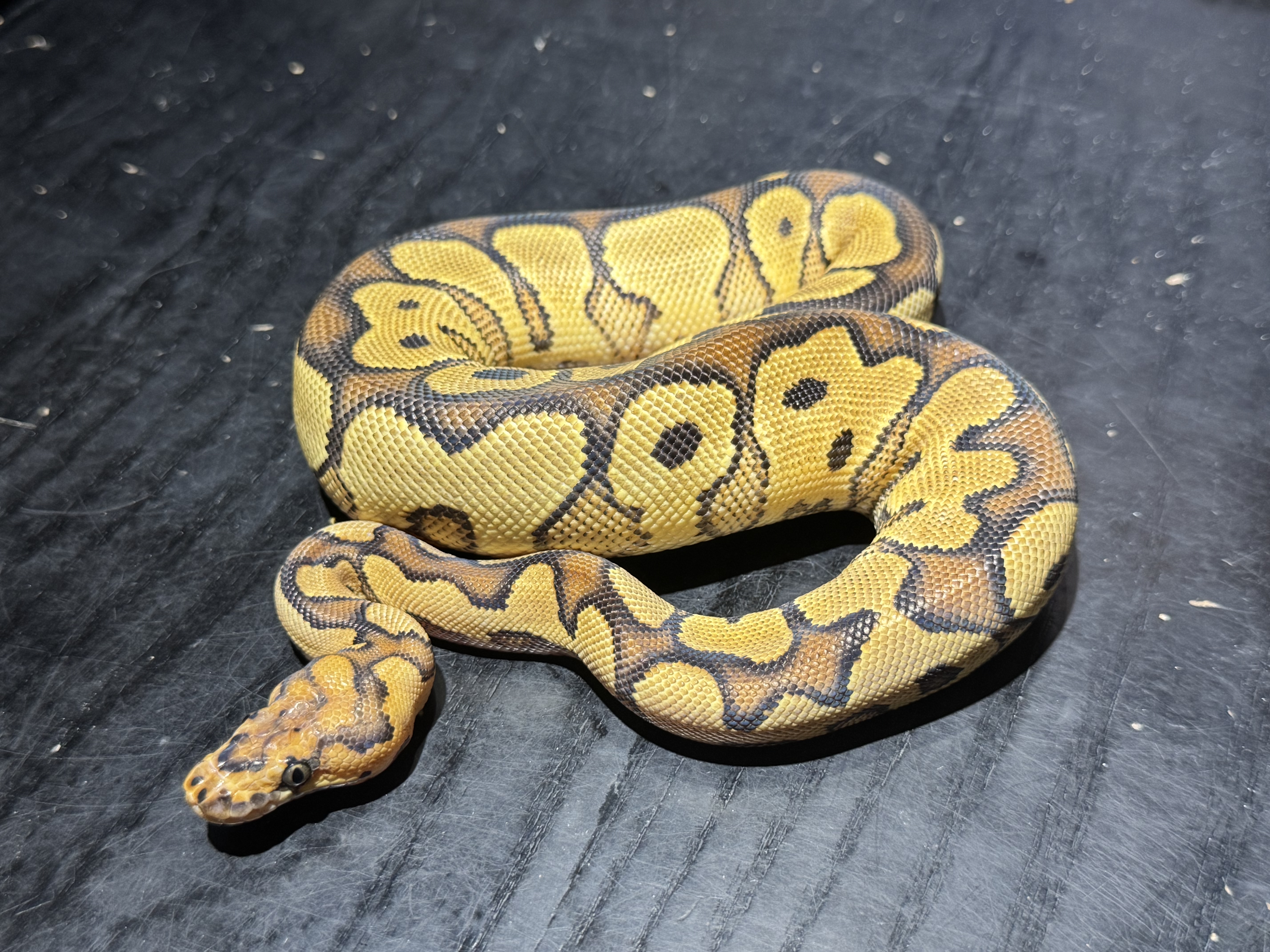 25 Yellow Belly Clown 0.1