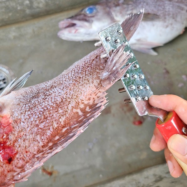 【現貨】🔥🔥【日本製《石本專業》專業級防噴濺刮鱗器】