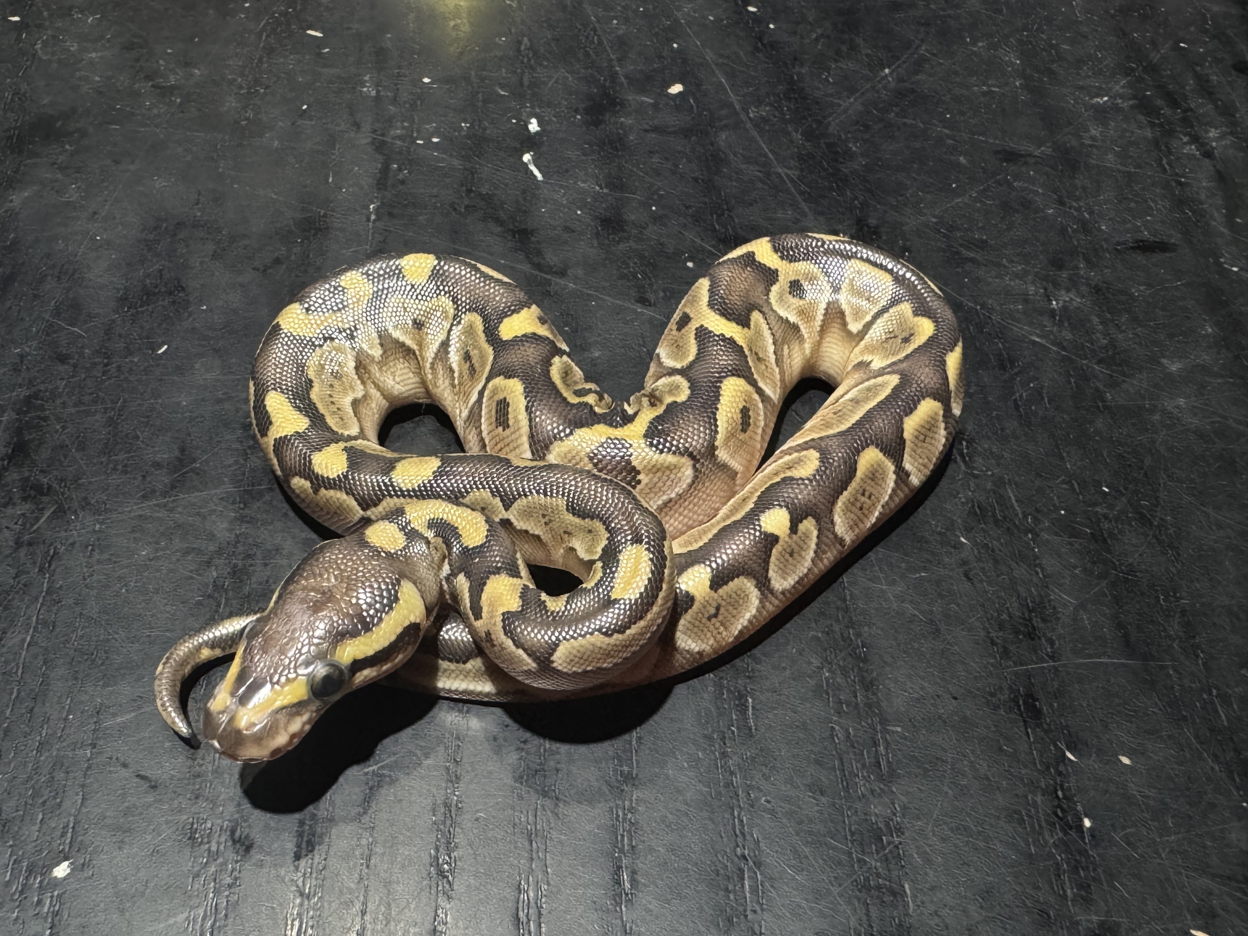 26 Lesser het Ghost Scaleless Head 0.1