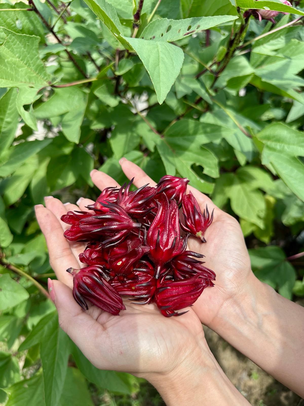洛神花蜜餞(酵素種植)