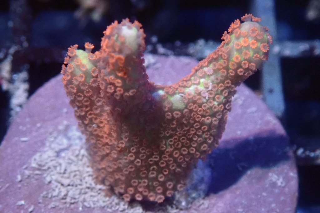 K8 紅花疊瓦 （FRAG座3.5CM）