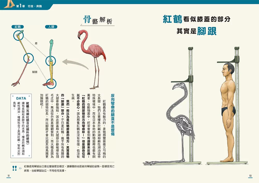 邦聯 動物骨骼驚奇大解密