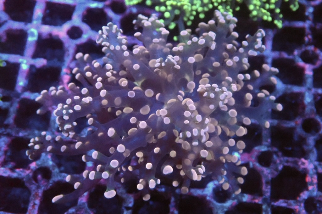 F9 啫喱（大約3吋）